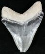 Serrated  Bone Valley Megalodon Tooth #22213-1